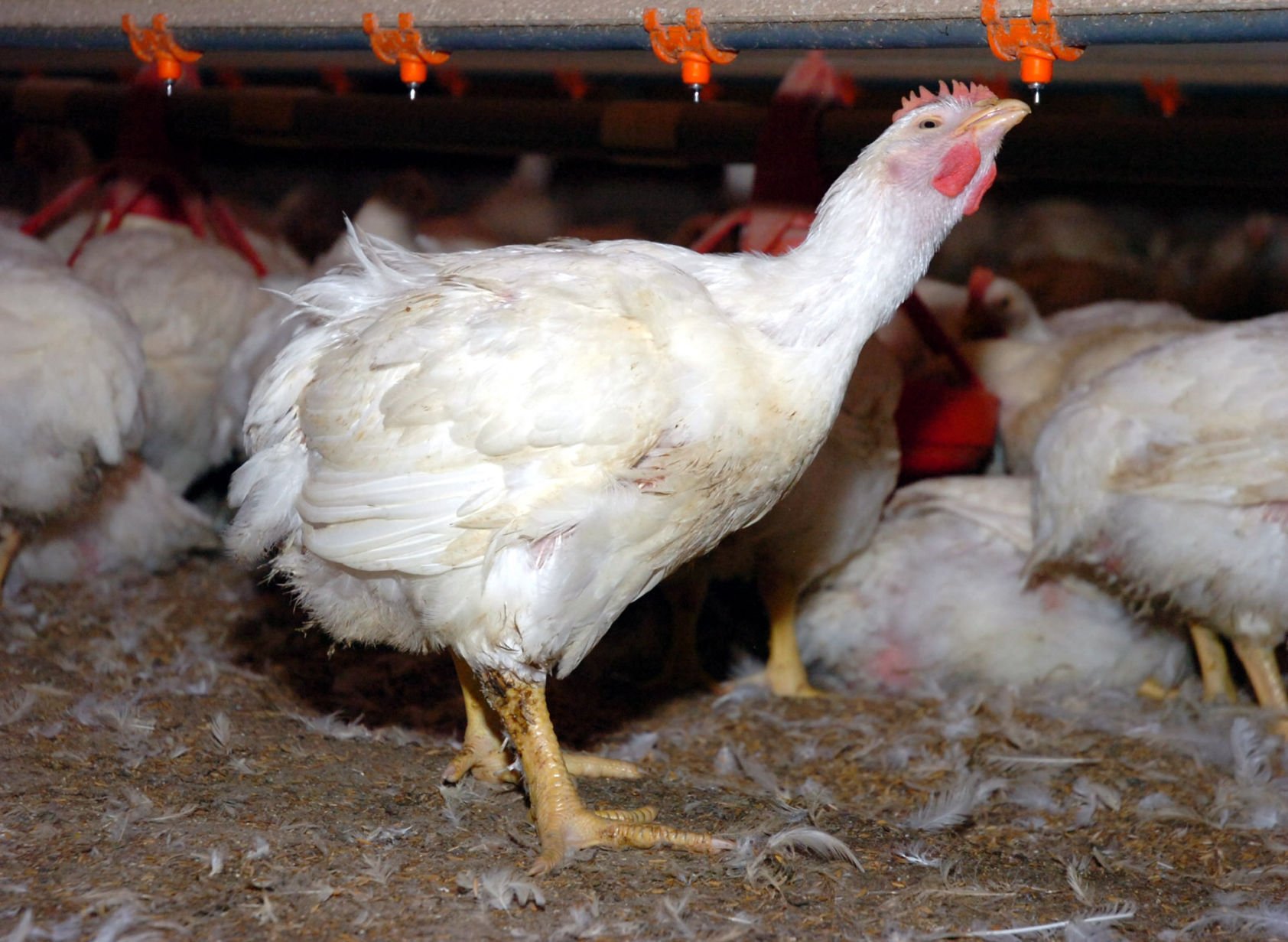 Broiler chickens: $28,709,834,000